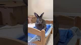 Rabbit Nose is Heart Shaped? #shorts #bunny