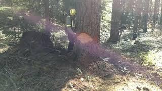 Open face, double cutting of 31" DBH Douglas Fir tree, little forward leaner and side lean.