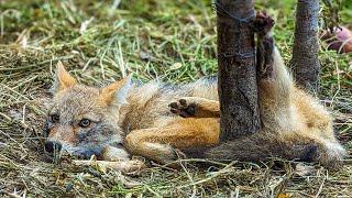 After falling into the hunter's trap, a fox was spotted with metal wire wrapped around its hind leg.