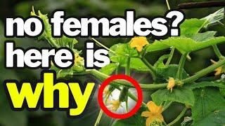 Grow MORE Cucumbers: Boost Female Flowers the Smart Way