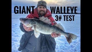 Giant Walleye 3# Test | Ice Fishing Petenwell