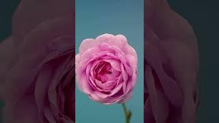 Blossoming Beauty: Roses in Time-Lapse | iTraveller