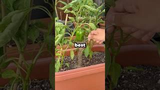 What’s the Best Fertilizer for Pepper Plants? #shorts