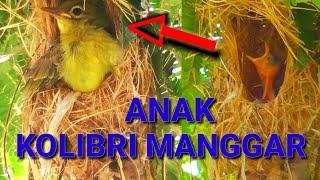 Cara meloloh anak wiceh kolibri Manggar | perkembangan umur 4 hari sampai terbang di alam