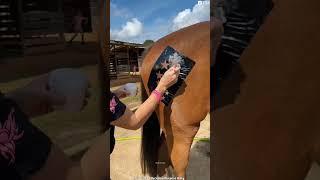 Stickers Made Horse Amazing #shortsvideo