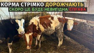 ЦІНА НА КОРМА ЛЕТИТЬ ВГОРУ! Скоро бичків буде невигідно тримати.  Як я годую своїх пацанів.