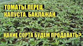 Рассада овощей на продажу. Начало.