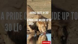 Lion Facts in Under 1 Minute | Bite-Sized Wildlife Knowledge 