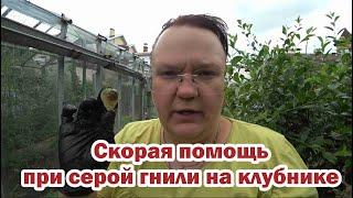 Скорая помощь при серой гнили на клубнике