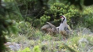 Keklik Avı Muhteşem (Bağlı) - الحجل طائر - куропатка - partridge