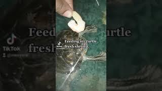 Feeding turtle fresh shrimp.