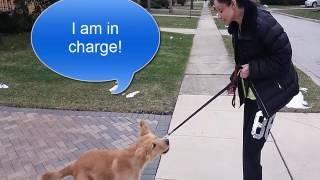 MasterPaw Dog Training  | Must See | Amazing Puppy Transformation