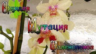 Мутация орхидеи Фаленопсис, Mutation of Phalaenopsis Orchid!