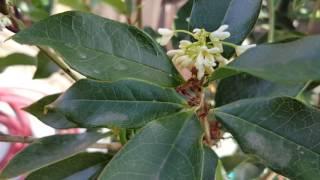 Fragrant Tea Olive 'Osmanthus Fragrans'