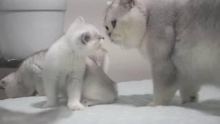 Father cat Joy meets his baby cats first time | Silver chinchilla | Funny kittens