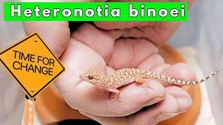 A Time For Change  -   Heteronotia binoei