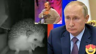 ЁЖИК ЧИХНУЛ А ПУТИН ЕМУ????????