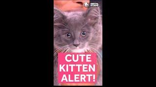 Meet 'Spunky' the kitten from Maryland SPCA