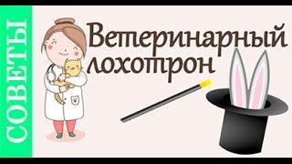 Как вызвать ветеринара на дом. #Советы_ветеринара