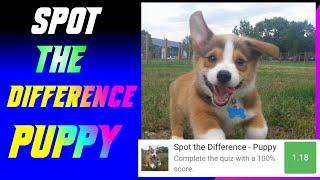 Spot the Difference - Puppy Quiz Answers Score 100% | Spot The Different Dog | UPDATED | QuizDiva