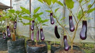 cara menanam terong ungu dipolibag || how to plant purple eggplant in polybag