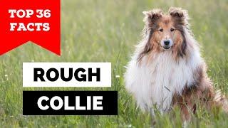 99% of Rough Collie Owners Don't Know This