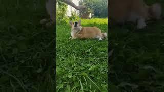 А как начинается твоё утро? #зарядка#утреннее#корги#собака #corgi#puppy#pets#funny#fitness