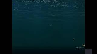 Atlantic fleet Germany (retry) #7