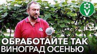 ОЗДОРОВИТЕ ВИНОГРАД ПОСЛЕ СБОРА УРОЖАЯ! Обработка винограда осенью от болезней