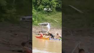 MANJUJUIK..(NGIANG KUANTAN) PACU JALUR 2025 #kuansing #longboat #pacujalur2025 #budaya #nusantara