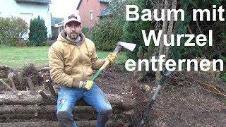 Baum mit Wurzel ausgraben entfernen Busch mit Wurzel entfernen ausbuddeln Wurzelstumpf