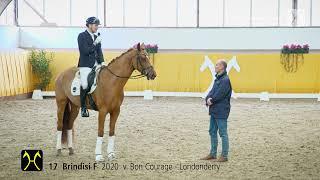 No. 17 Brindisi F by Bon Courage - Londonderry | Verden Auction High Level - March, 8th - Training