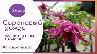  Сиреневый дождь – Футаж цветы скачать бесплатно от Nina Petrusha channel Clematis TV