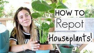 How To Repot Houseplants! | Repotting Houseplants