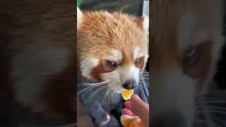 Cute Red Panda! by littlepanda6487