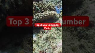 Sea Cucumbers are Incredible! #facts #animalfacts #seacucumber
