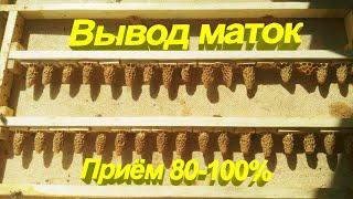 Вывод маток 100% приём|Пасека Буньковых