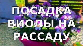 ЦВЕТЫ ЧАСТЬ 1. ПОСАДКА ВИОЛЫ И ЗЛАКОВ НА РАССАДУ.