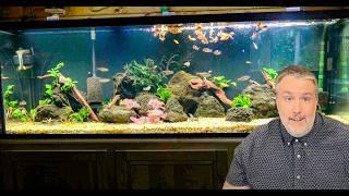 New Expensive Fish I Imported to Breed! Mini Fish Room Tour