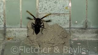 Time Lapse 5. Potter wasp at a pot on her mud nest, Malaysia. 55095.uhd