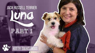 Grooming Luna the rough-coated Jack Russell Terrier - part 1 | Kitty Talks Dogs - TRANSGROOM