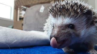 Hedgehog Moments part 11 #hedgehog #trending #hedgehoglover #cute #cutepet #animal #cuteanimals