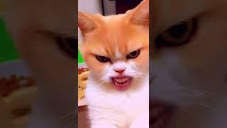 No Cats were harmed in the making #snapcat #funny #memes #cat #comedy  #viralshorts #laughterenergy