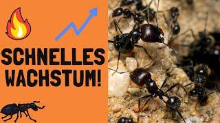 Messor barbarus - So EXPLODIERT dein Koloniewachstum!