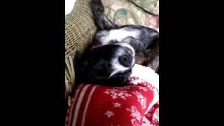 Puppy Brina Knocked Out Sleeping 10-8-2015