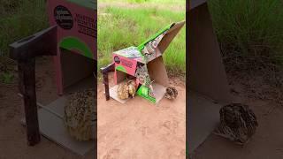 New Trap Creative - Create Amazing Quail Trap #shorts #subscribe