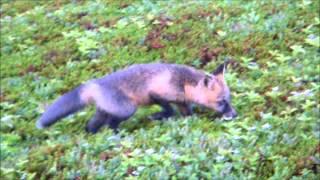 Foxes on Quirpon Island!