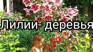 Лилии- деревья ОТ-гибриды.