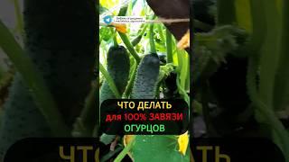 Секрет большого урожая огурцов: подкормка для завязи огурцов #огород #огурцы #огурцывтеплице #урожай