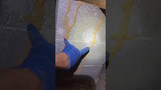 Termite Colony Elimination